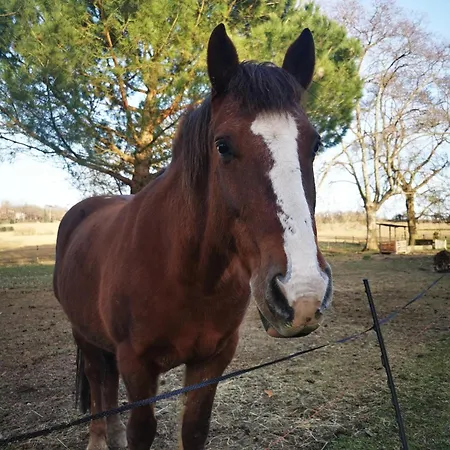 Dépendance Avec Balnéothérapie Casa vacanze Maurens (Haute-Garonne)
