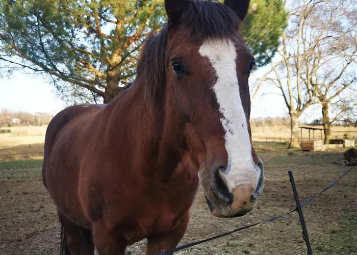 Dependance Avec Balneotherapie بيت للعطل Maurens (Haute-Garonne)